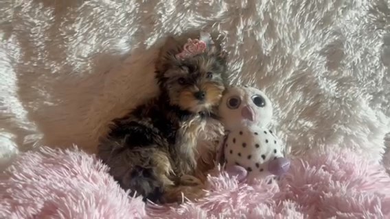 Tinsel Beautiful Blue Merle Female Yorkie in Riverside, California