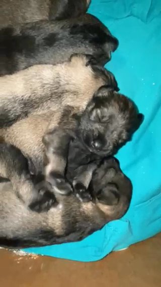 Miniature Schnauzer Puppies: Ready to Steal Your Heart! in Houston, Texas