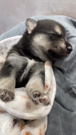 Adorable Pomsky in Rockford, Illinois