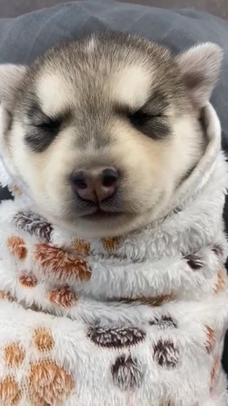 Adorable Pomsky in Rockford, Illinois