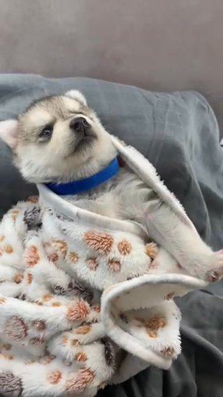 Adorable Pomsky in Rockford, Illinois