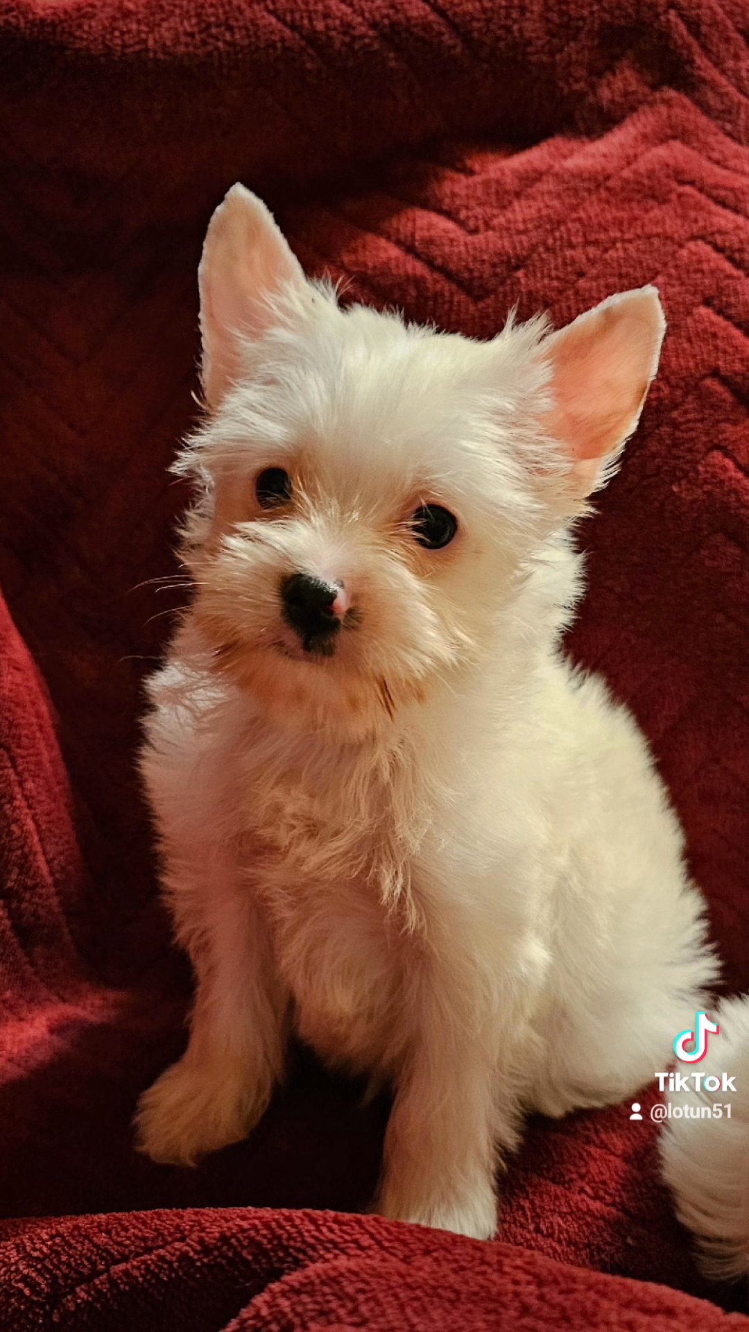 akc parti yorkie in North Little Rock, Arkansas