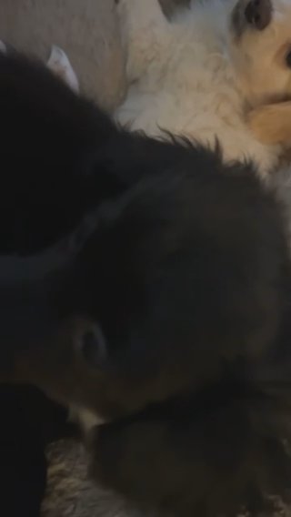 Two Female 4 Month Old Pomeranian/dachshund Puppies For Sale ? in Falls Church, Virginia