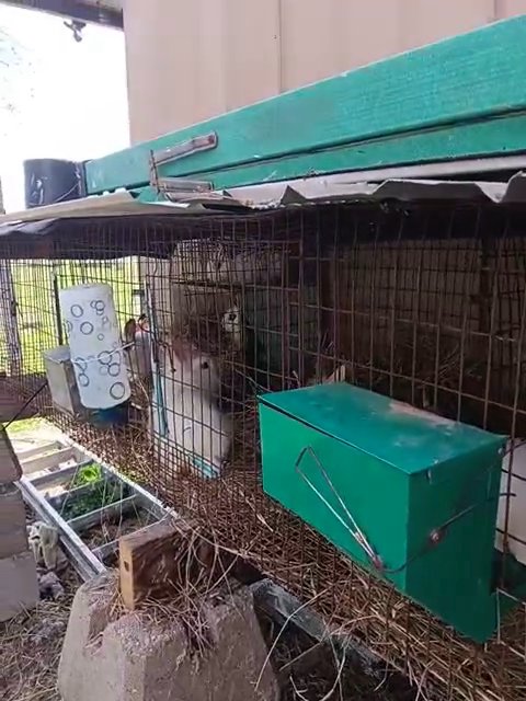 Mini Rex Rabbits in Lake Charles, Louisiana