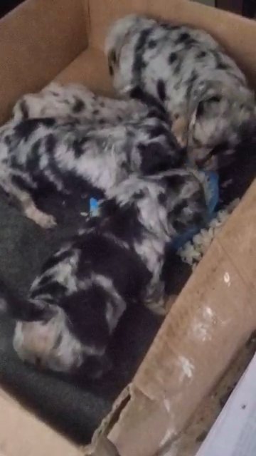 Merle sisters $1800 each Nyc in New York City, New York