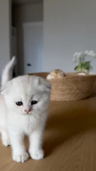 Scottish Fold in Seattle, Washington