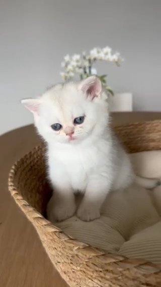 British shorthair kitten in Seattle, Washington
