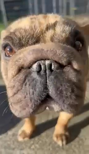Frenchbulldog in Seattle, Washington