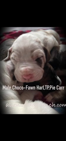 ChocolateFawn Harlequin,Tanpoint/Pie carrier in Greenville, South Carolina