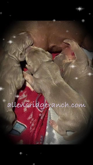 Rare Lilac(Silver) Tanpoint G Dane Babies in Greenville, South Carolina