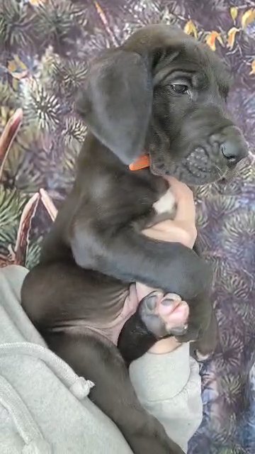 big black great dane akc in Cedar Falls, Iowa