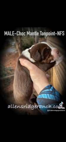 Great Dane Puppies …The Most Special in Greenville, South Carolina
