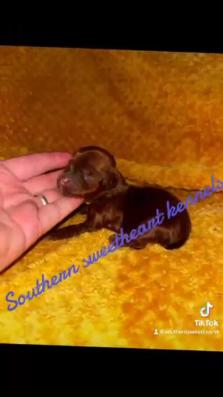 Akc Males And Female Available in Bristol, Virginia
