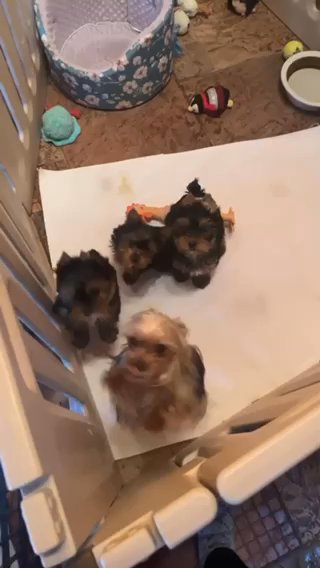 Yorkie Males in Beckley, West Virginia