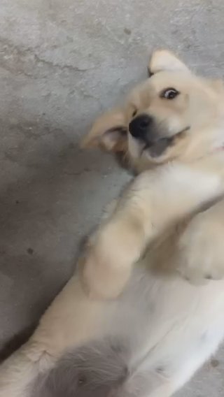 Golden Girl in Los Angeles, California