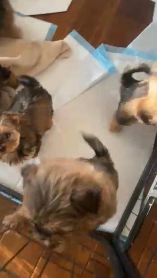 Shorkie Puppies! in Los Angeles, California