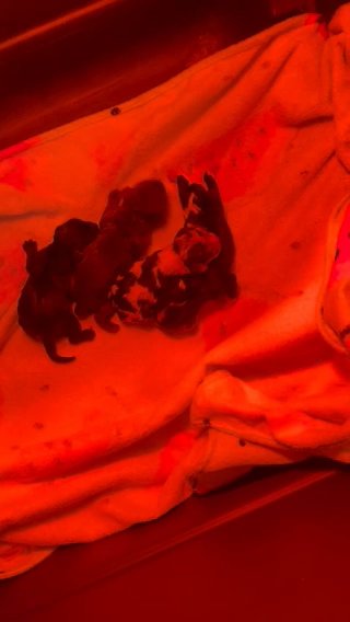 New Cocker Babies in Tulsa, Oklahoma