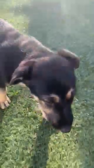 German Shepard Doberman Mix in San Fernando, California