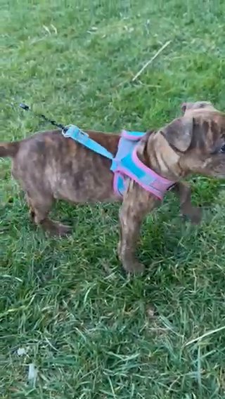 American Pitbull in Alexandria, Virginia