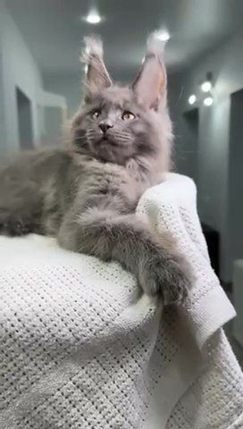 Maine Coon Male in Newtown, Pennsylvania