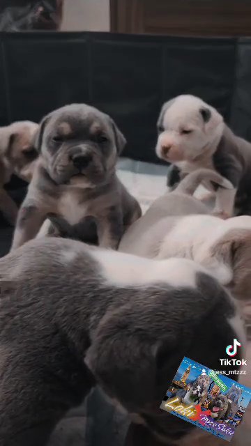 4 week old pups Available in Colorado Springs, Colorado