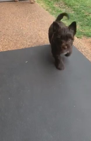 Chocolate Yorkie in Waco, Texas