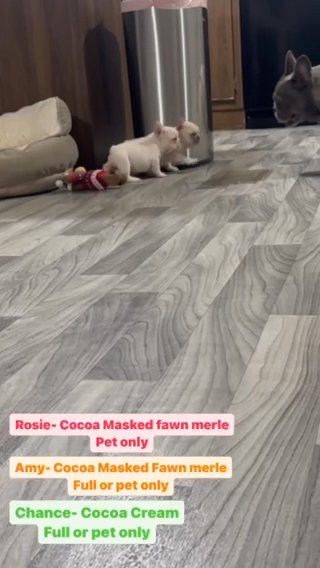French Bulldog Puppies in Little Elm, Texas