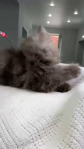 Maine Coon Male in Newtown, Pennsylvania