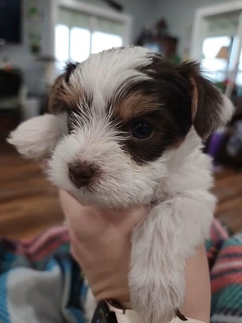Charlie Chocolate parti yorkie male in McKinney, Texas