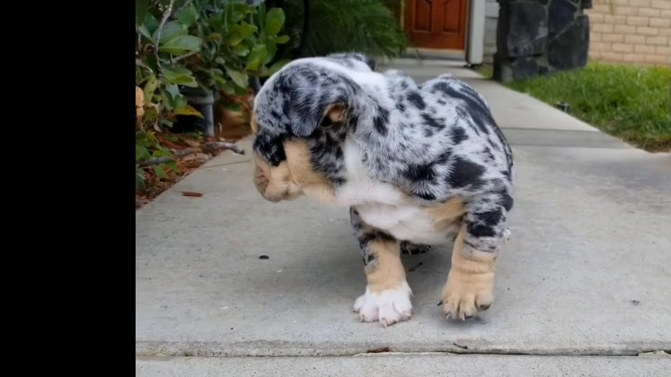 english bulldog in Columbus, Georgia