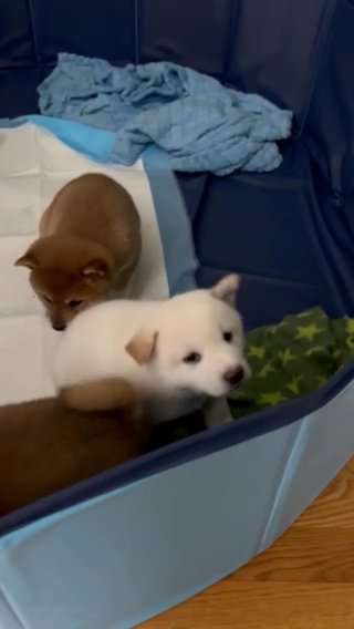 Shiba Inu Puppies (5 Weeks Old) in Milford, Connecticut