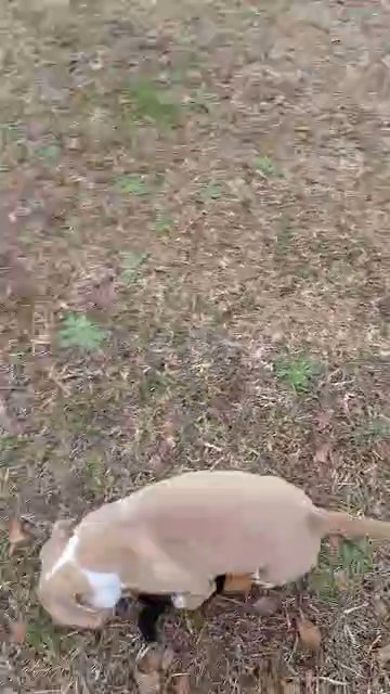 Male classic American bully in Greenwood, South Carolina