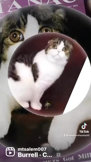 Garfield StraightEared Scottish fold in Putnam Valley, New York