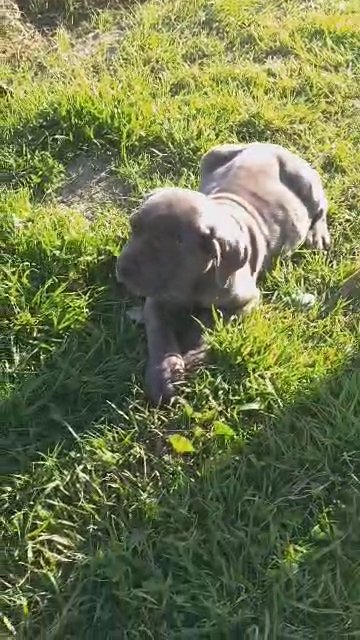 NEAPOLITAN MASTIFF in Los Angeles, California