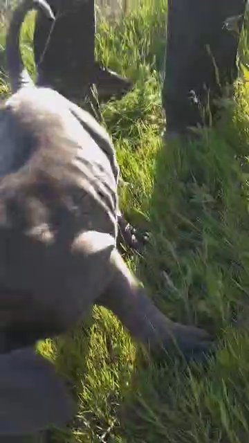 PUPPY NEAPOLITAN MASTIFF in Riverside, California