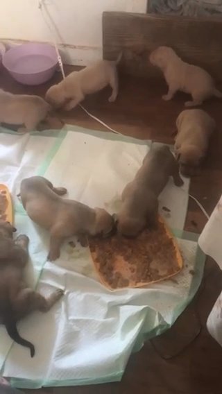 American Bully Pups in Nashville, Tennessee