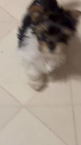 Sweet AKC female parti Yorkshire terrier, Charting 4 Lbs in Lexington, North Carolina