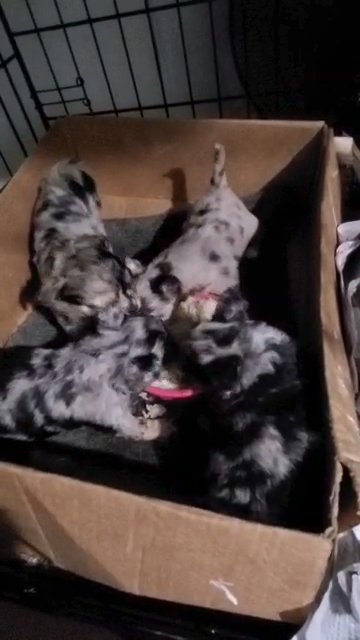 $1800 GIRL Chihuahuas  NYC in New York City, New York