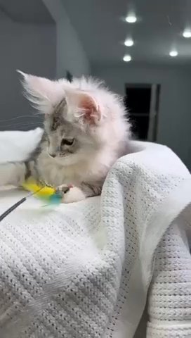 Maine Coon Female in Newtown, Pennsylvania