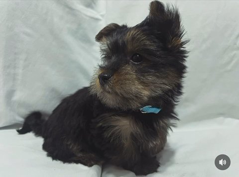 Yorkie Puppy Male in Homestead, Florida