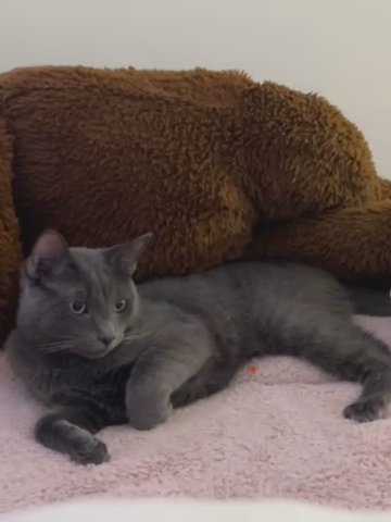 Cat in Wheaton, Maryland