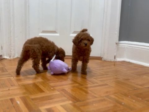 Micro Mini Goldendoodle in New York City, New York