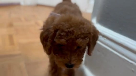 Mini Goldendoodle in New York City, New York