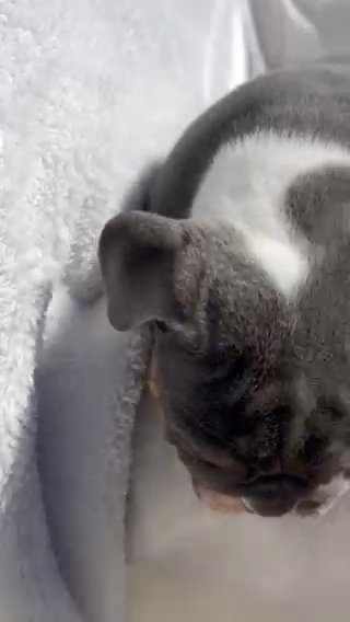 AKC English Bulldog in Dallas, Texas