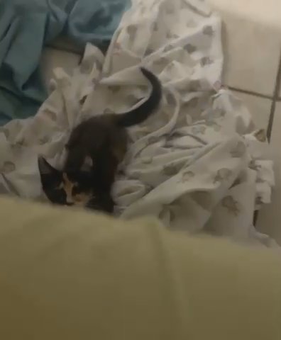 Calico cat for sale! in Porterville, California
