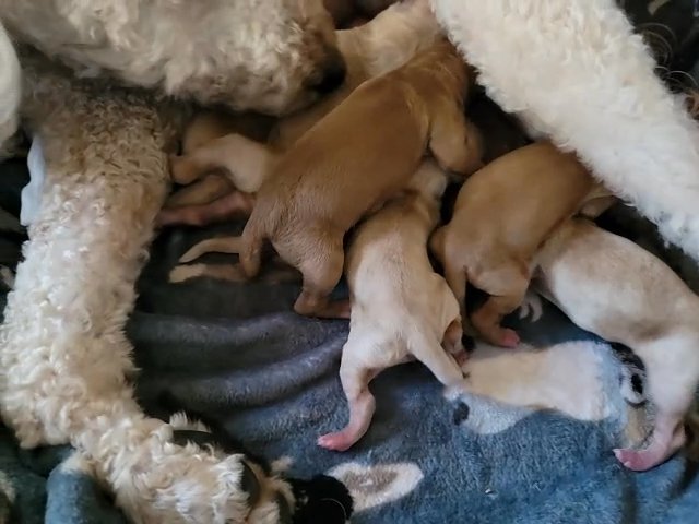 Multi Gen Labradoodle puppies in Wilmington, North Carolina