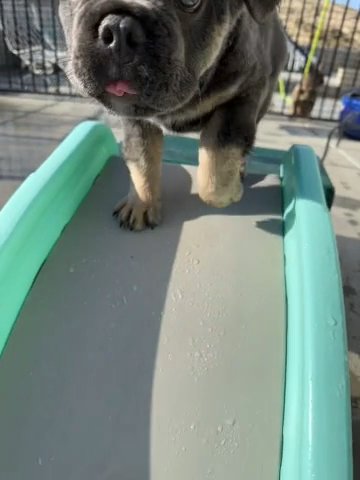 Stag Fluffy French Bulldog Puppy in Bakersfield, California
