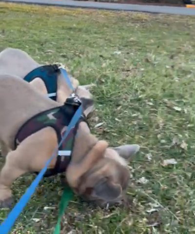 (SOLD) French Bulldog Male -AKC- Blue Fawn in Wilmington, Ohio