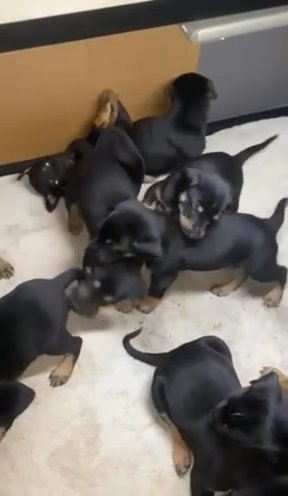 Doberman, German, Shepherd, Puppies in Fontana, California