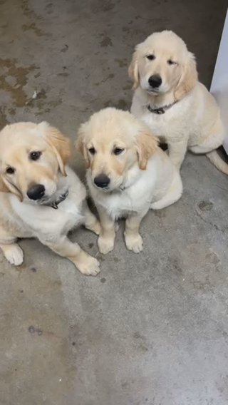 Golden Girls in Los Angeles, California